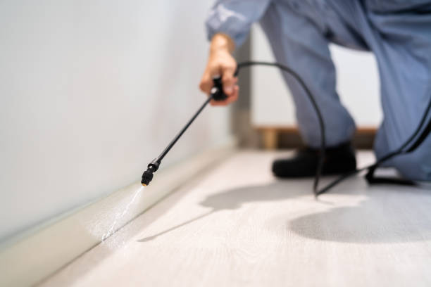 Licensed Wasp Removal service in Fairmont, NC - Show Me Pest Control